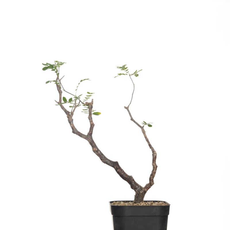 CATEGORY 中川智治 | QSPLANT