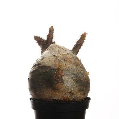 Pachypodium rosulatum var. gracilius   【発根済み】〈幹幅7.5cm〉