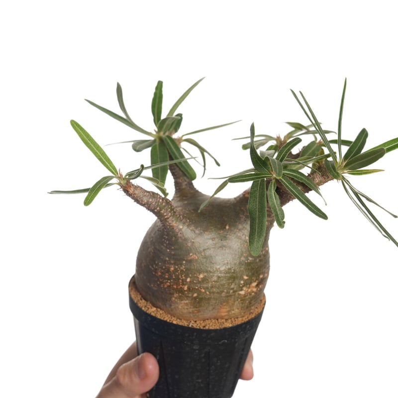 Pachypodium rosulatum var. gracilius 3頭株 Pachypodium rosulatum var. gracilius 【発根済み】〈幹