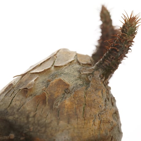 Pachypodium rosulatum var. gracilius   【発根済み】〈幹幅7.5cm〉