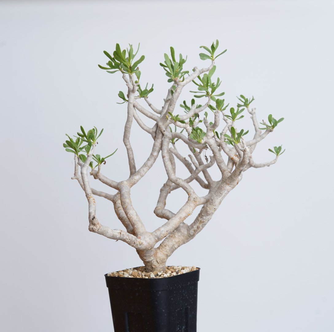 Othonna furcata 【発根済み】〈幹幅2.8cm〉 | QSPLANT