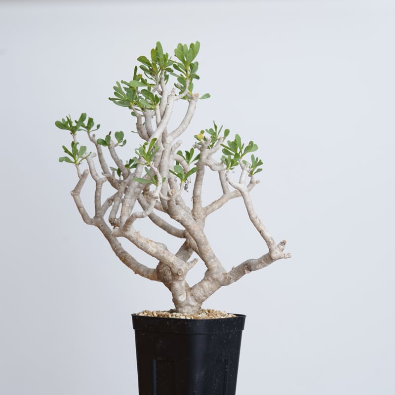 Othonna furcata 【発根済み】〈幹幅2.8cm〉 | QSPLANT