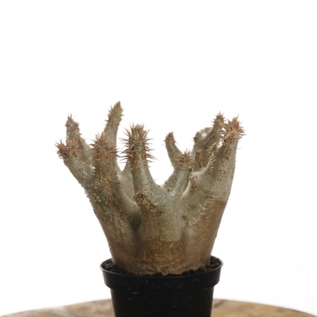 Pachypodium horombense【発根済み】〈幹幅11.8cm〉