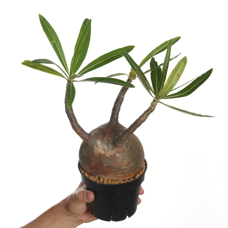 Pachypodium rosulatum var. gracilius 【発根済み】〈幹