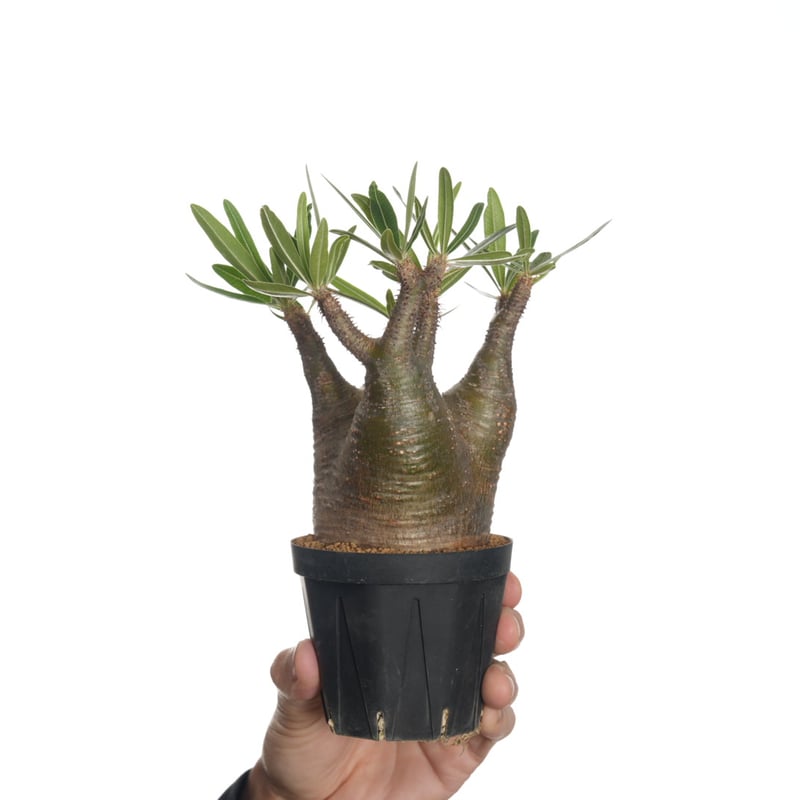 Pachypodium rosulatum var. gracilius 3頭株 Pachypodium rosulatum