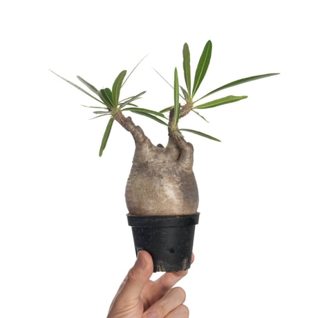 【記念SALE】グラキリス クラフトプランツ ハンドメイド Lサイズ　新品 QSPLANT