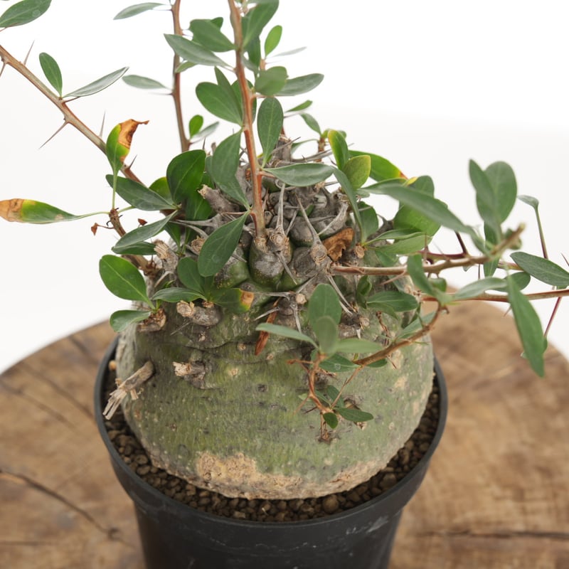 Fouquieria columnaris【発根済み】〈幹幅11.4cm〉 | QSPLANT