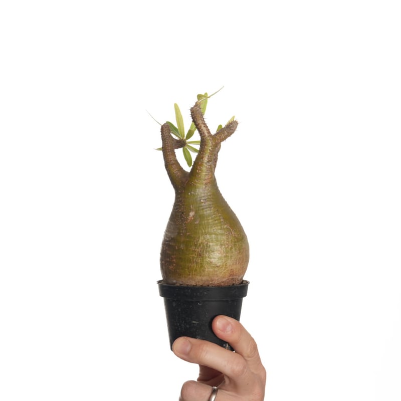 yellow》 Pachypodium rosulatum var. gracilius