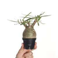 マカイエンセ　発根済み Pachypodium makayense【発根済み】〈幹幅9.0cm〉 | QSPLANT