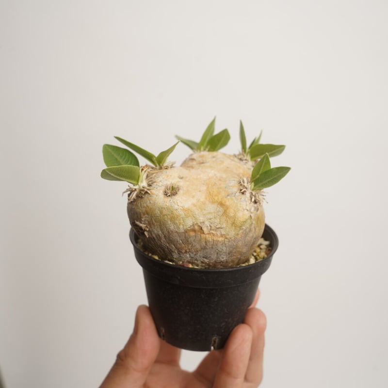 Pachypodium brevicaule 恵比寿笑い【発根済み】〈幹幅7.5cm