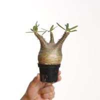 Pachypodium rosulatum var. gracilius   【発根済み】〈幹幅7.6cm〉
