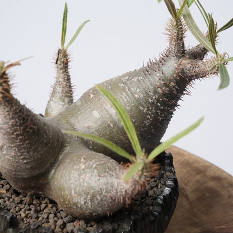Pachypodium rosulatum var. gracilius   × Tomoharu Nakagawa植木鉢 【発根済み】〈幹幅15.1cm〉