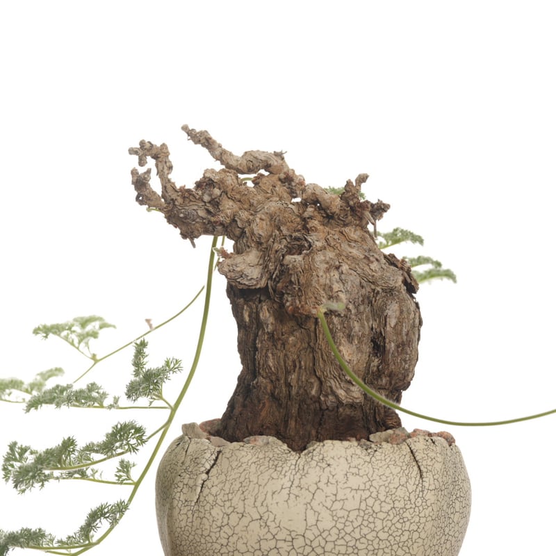 Pelargonium triste × 中根楽 植木鉢【発根済み】 | QSPLANT