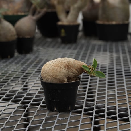 ユーフォルビア プリムリフォリア　発根済み ユーフォルビア プリムリフォリア / Euphorbia primulifolia
