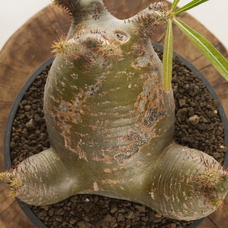 Pachypodium rosulatum var. gracilius   【発根済み】〈草幅24.5cm〉