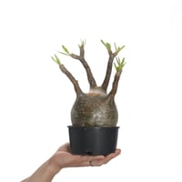 Pachypodium rosulatum var. gracilius   【発根済み】〈幹幅12.6cm〉
