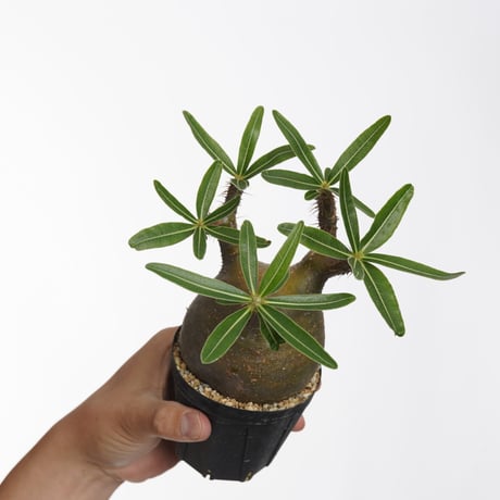 Pachypodium rosulatum var. gracilius   【発根済み】〈幹幅8.3cm〉