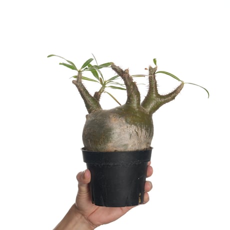 パキポディウムグラキリス | STORES