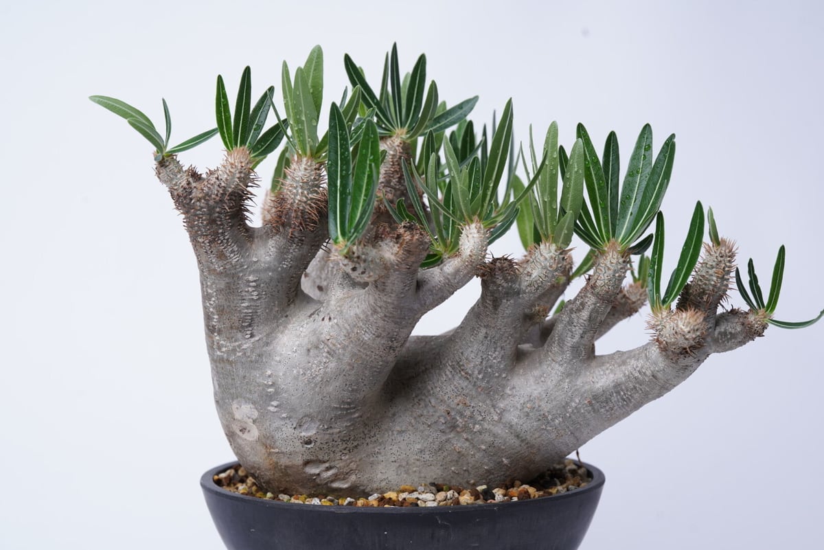 パキポディウムイノピナツム Pachypodium inopinatum パキポディウムイノピナツム | STORES