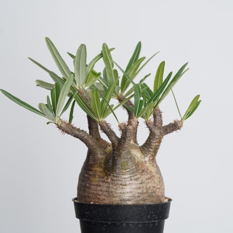 Pachypodium rosulatum var. gracilius   【発根済み】〈幹幅10.4cm〉