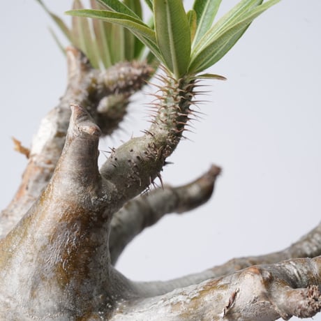 Pachypodium rosulatum var. gracilius   【発根済み】〈幹幅18.4cm〉