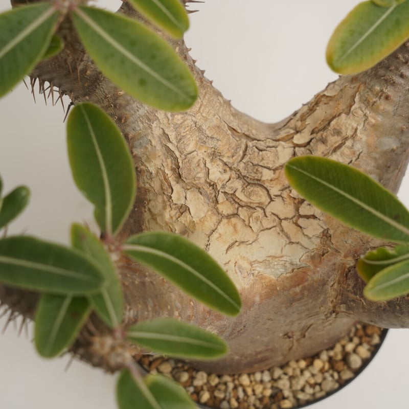 Pachypodium rosulatum var. cactipes 【発根済み】〈幹幅1 Pachypodium rosulatum var. cactipes 【発根済み】〈幹幅1