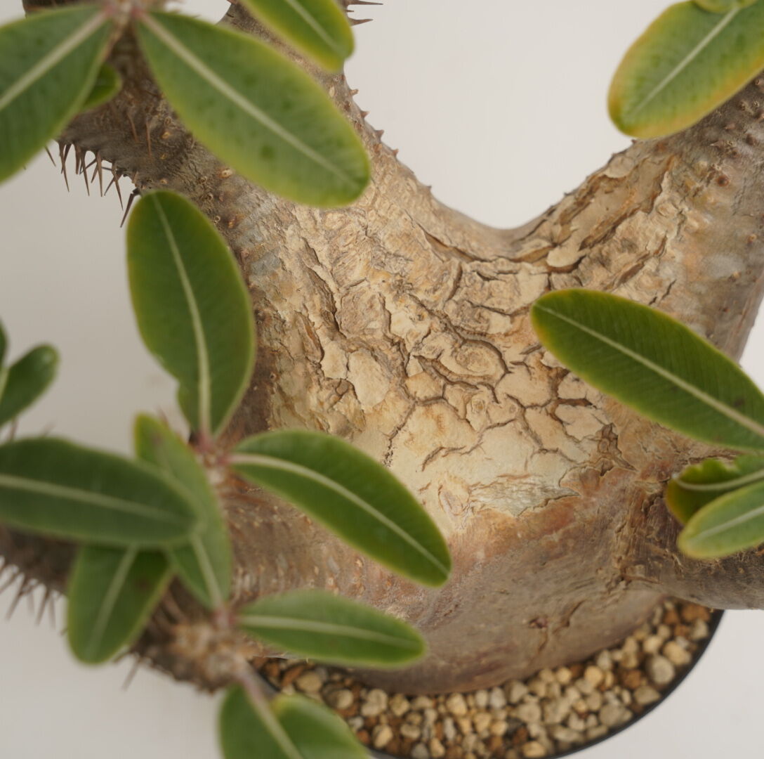 Pachypodium rosulatum var. cactipes 【発根済み】〈幹幅1