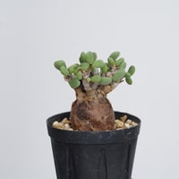 Ceraria pygmaea   【発根済み】〈幹幅2.8cm〉