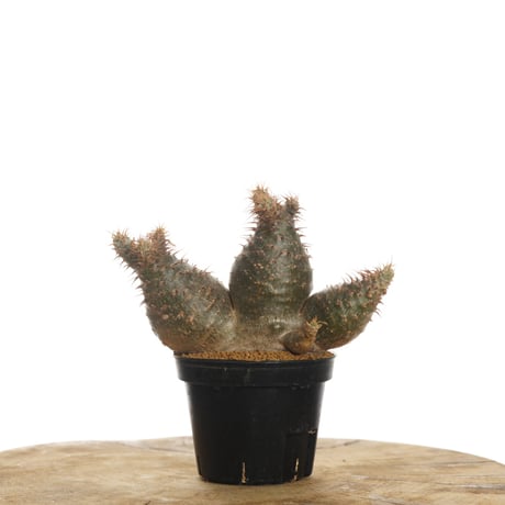 Pachypodium rosulatum var. gracilius   【発根済み】〈草幅8.5cm〉