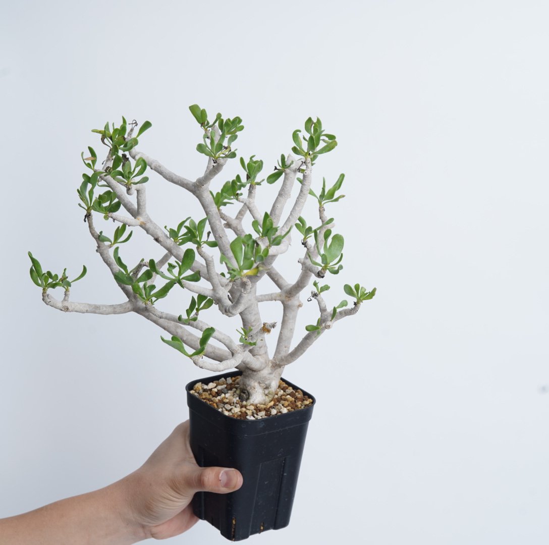 Othonna furcata 【発根済み】〈幹幅3.8cm〉 | QSPLANT