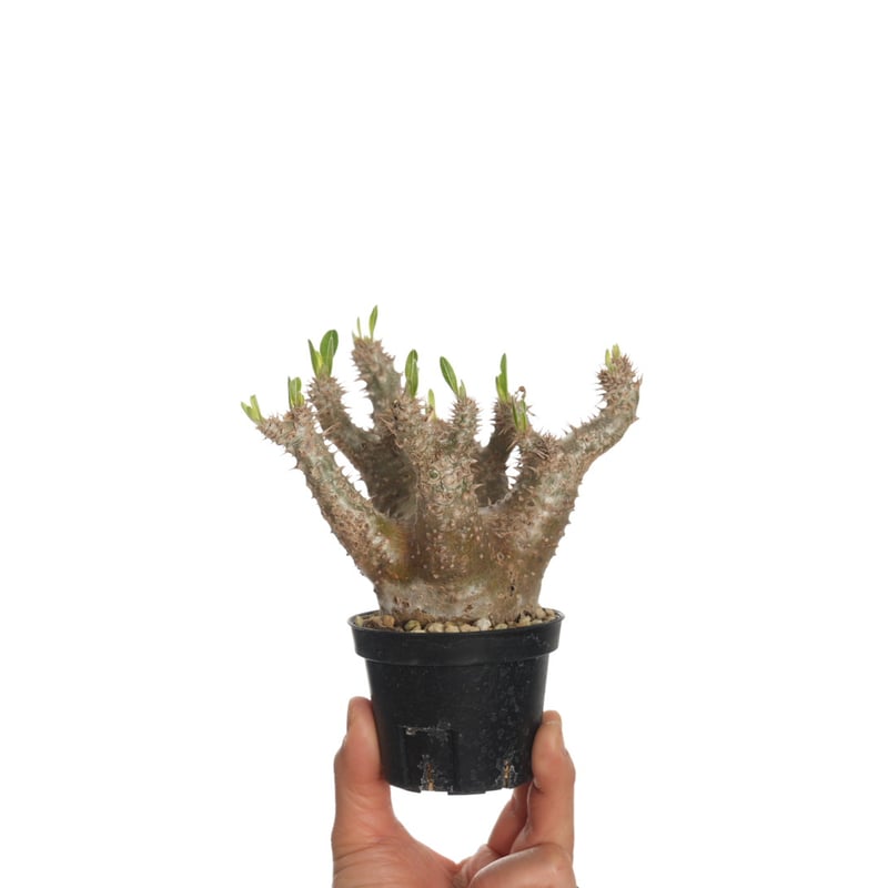 Pachypodium horombense【発根済み】〈幹幅5.6cm〉 | QS PLANT
