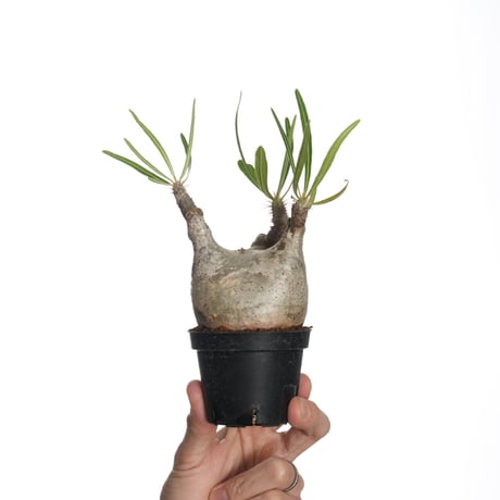 パキポディウムグラキリス | STORES