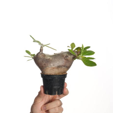 パキポディウムマカイエンセ | STORES