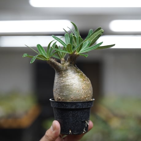 《ｷｭｰｴｽ ﾉ ｿｳｺｲﾁ5 ｵﾝﾗｲﾝ》Pachypodium rosulatum var. gracilius【発根済み】〈幹幅約7.0cm〉 no.11