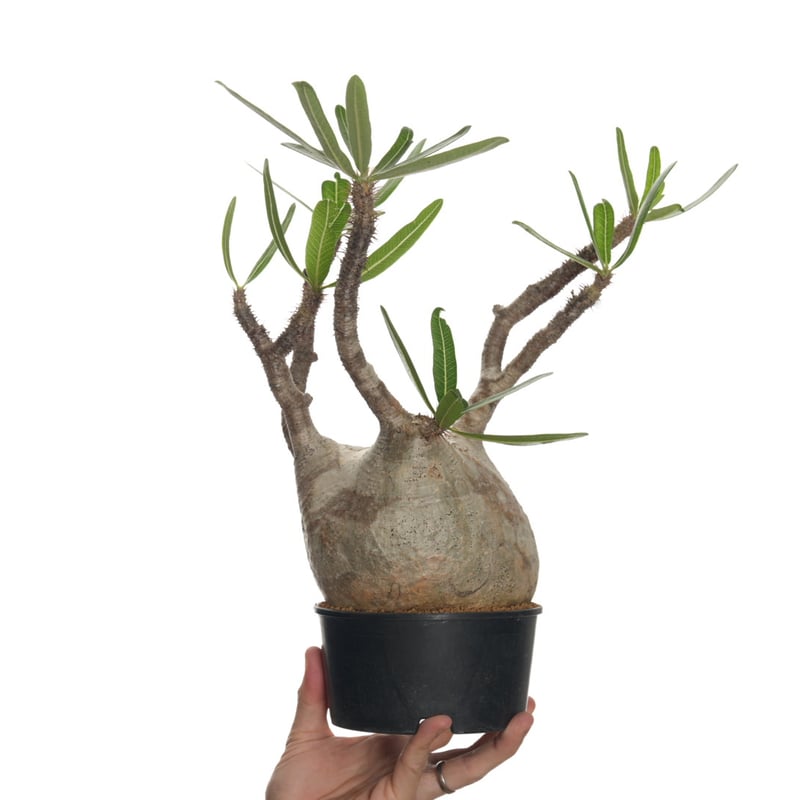 パキポディウム グラキリス × invisible ink（ コレクション1 ） パキポディウム グラキリス × invisible ink（ コレクション1