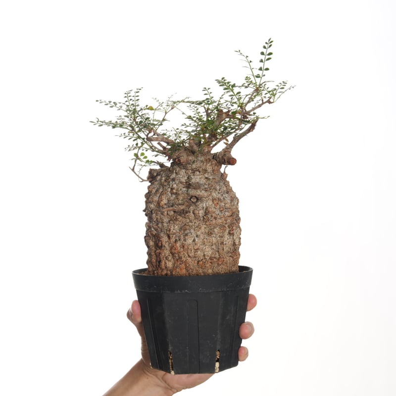 Operculicarya pachypus 【発根済み】〈幹幅10.0cm〉 | QSPLANT