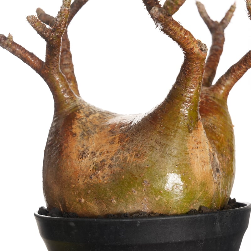 yellow》 Pachypodium rosulatum var. gracilius