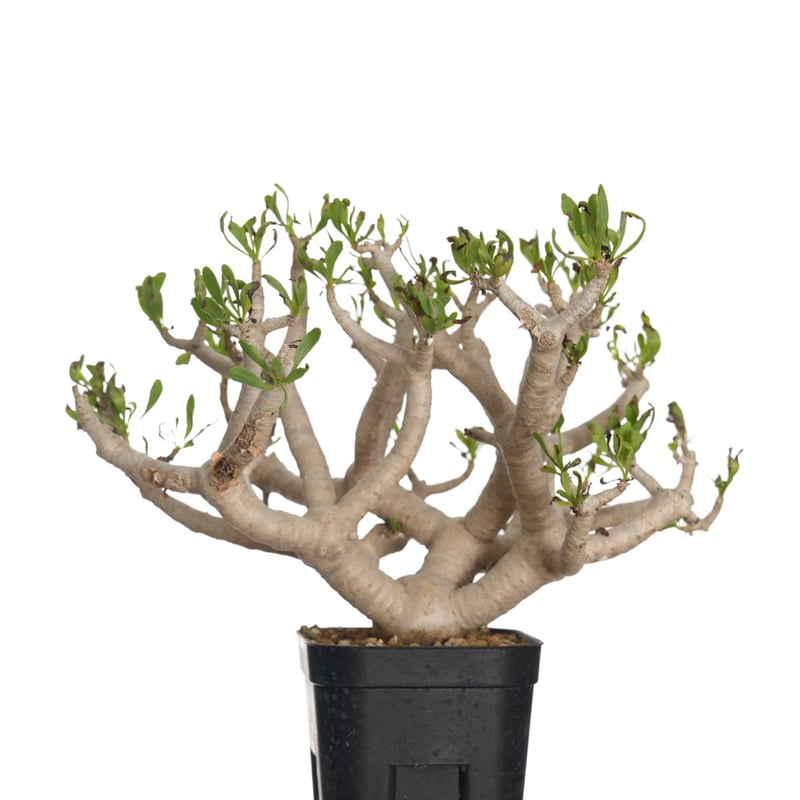 オトンナ レピドカウリス 実生株 塊根植物