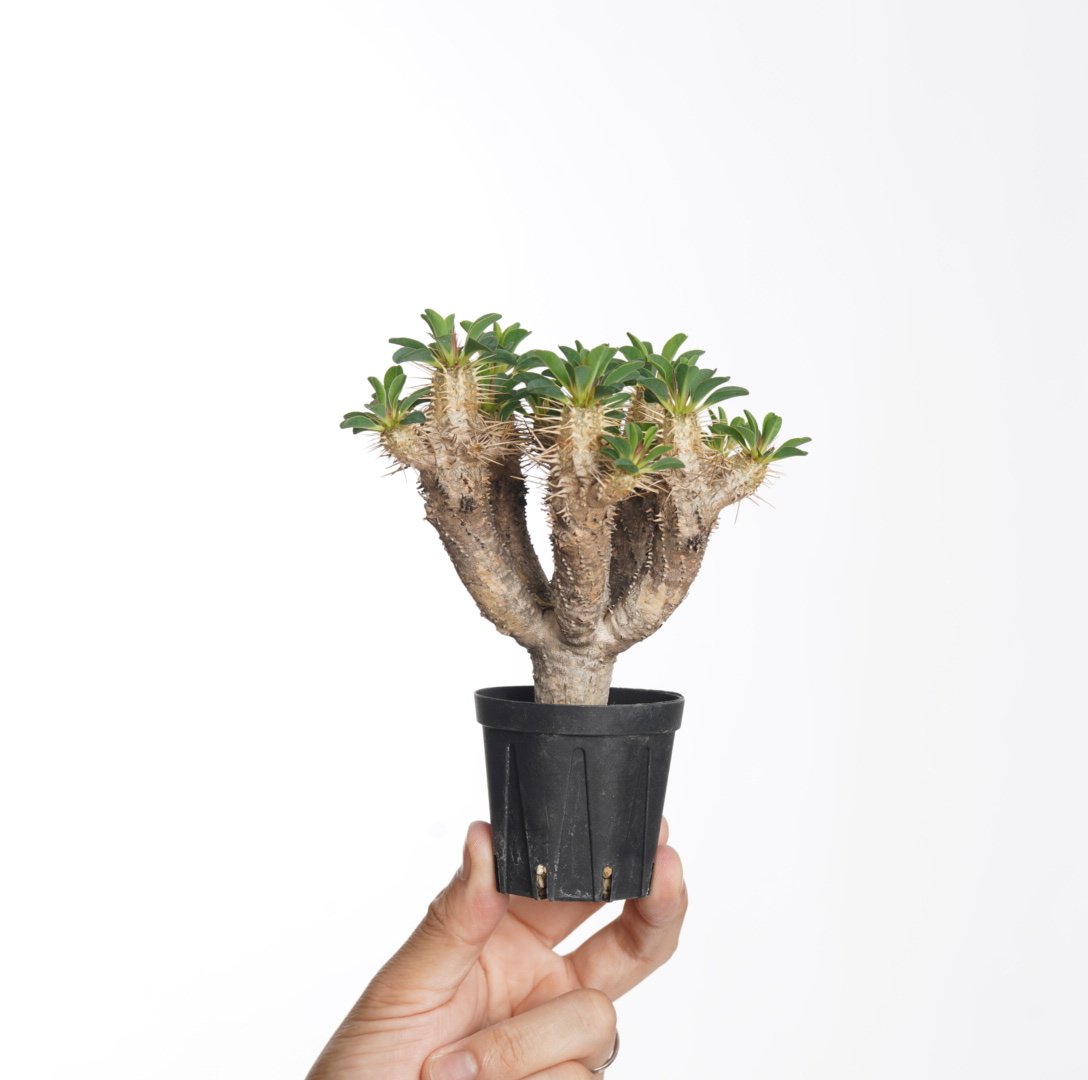 現地株ユーフォルビアギラウミニアナ発根済説明文