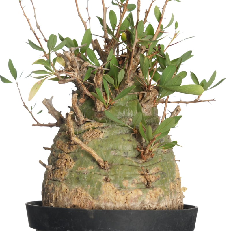 その他観葉植物 Foquieria columnnaris その他観葉植物 Foquieria columnnaris Fouquieria columnaris - size