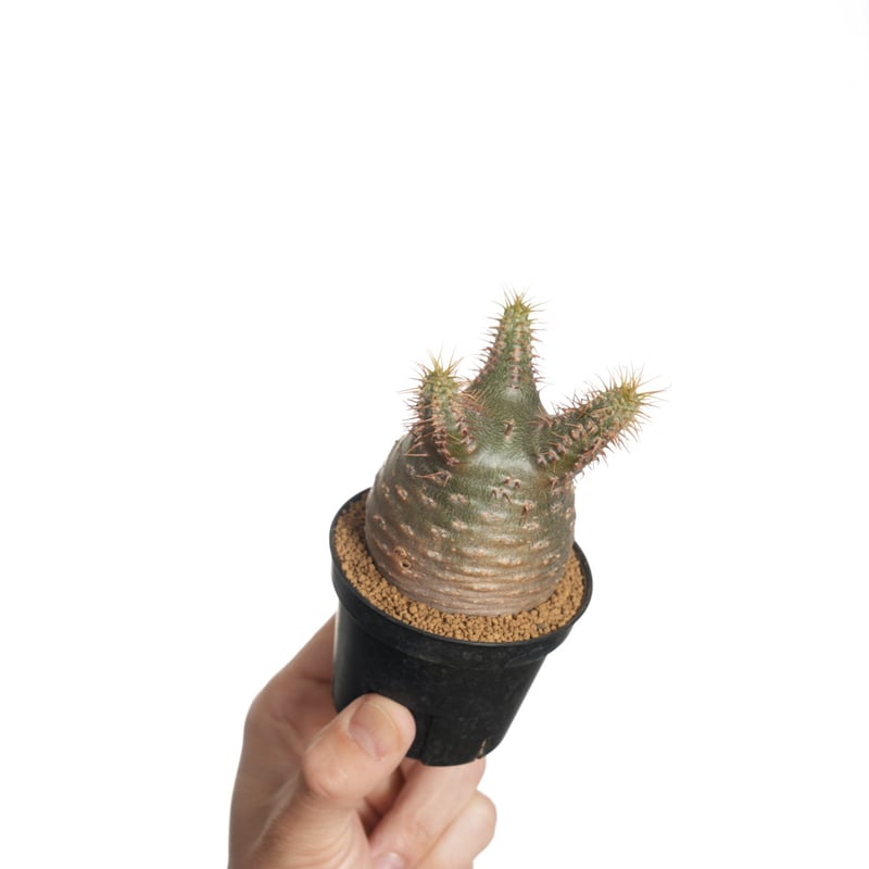 green》 Pachypodium rosulatum var. gracilius