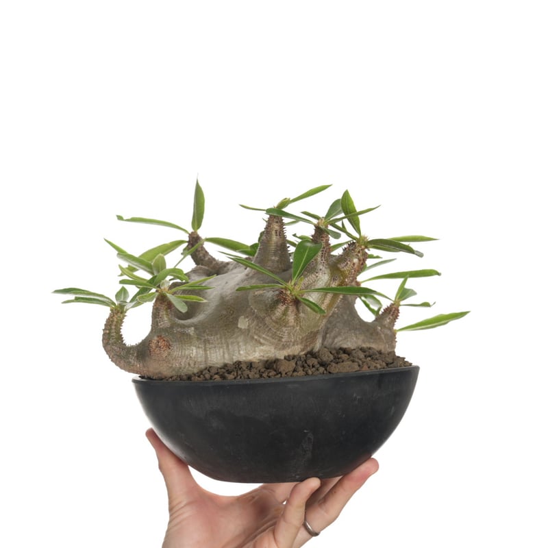 ム170「現地株」パキポディウム グラキリス 植え【マダガスカル