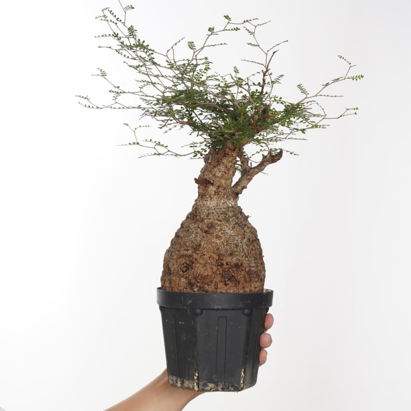 Operculicarya pachypus 【発根済み】〈幹幅12.4cm〉 | QSPLANT