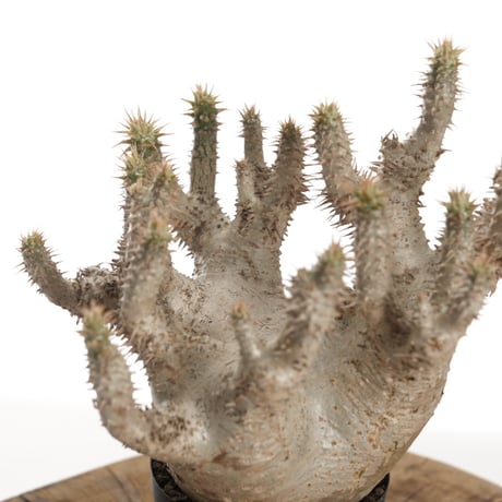 Pachypodium horombense【発根済み】〈幹幅10.8cm〉