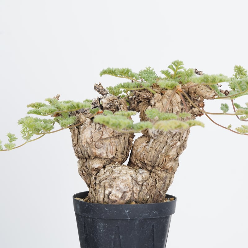 Pelargonium triste【発根済み】〈幹幅9.6cm〉 | QSPLANT