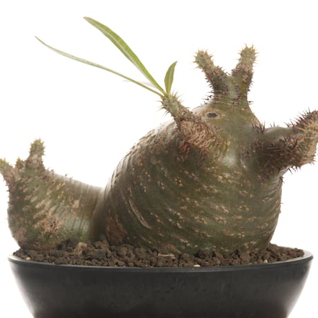 Pachypodium rosulatum var. gracilius   【発根済み】〈草幅24.5cm〉