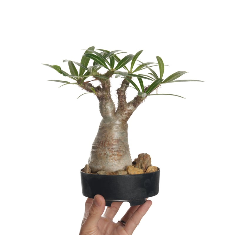 Pachypodium rosulatum var. gracilius 【発根済み】〈幹
