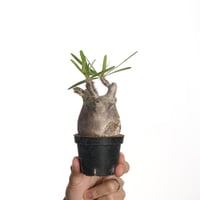 Euphorbia mahabobokensis【発根済み】〈幹幅8.9cm〉 | QSPLANT