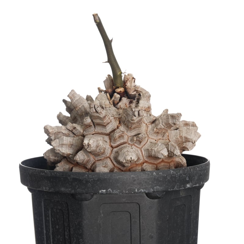 GIRUVI Dioscorea Elephantipes 亀甲竜 ディオスコレア 亀甲竜 Dioscorea elephantipes 20201231 | SPG