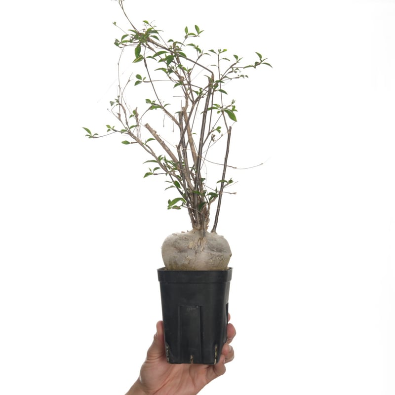 Euphorbia mahabobokensis【発根済み】〈幹幅8.9cm〉 | QSPLANT